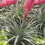 T. Houston (stricta x recurvifolia) 36