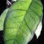 Hoya callistophylla No.4                645