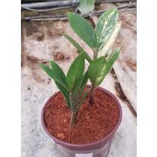 Zamioculcas zamifolia variegated short leaf 4pot 2200р