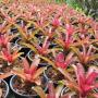 Neoregelia Zoe (Bromeliad) 236