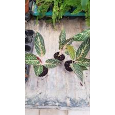 Aglaonema 'pride Of Sumatra' pot