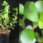 Ficus sp.(T43) (Nanorn Si Thammarat:NST) (Epiphytic Ficus)Southern Thailand