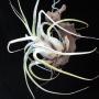 T. ehlersiana (natural hybrid) 91