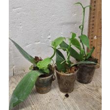 Ваниль планифолия зеленая / Vanilla planifolia green