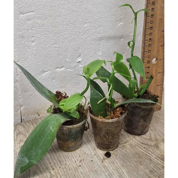 Ваниль планифолия зеленая / Vanilla planifolia green