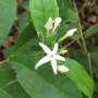 Prismatomeris malayana (southern Thailand).
