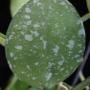 Hoya lacunosa ' Heart shape leaf ' (Splash)             571