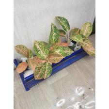 Aglaonema NEW3 Kamkoon oraange