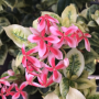 Ixora 'Frozen Star' variegata