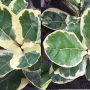 Ficus lyrata variegata