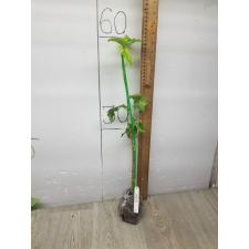 Bunchosia argentea variegated (Peanut Butter Fruit) 29
