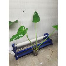 Philodendron giganteum 250р