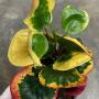 Codiaeum Pra Ruang.