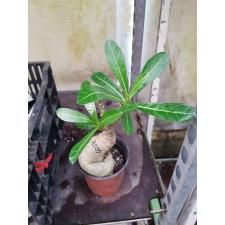 Adenium sp 8205