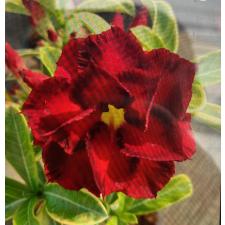 Adenium Taang Thong variagated 900р