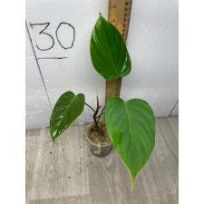 Philodendron Asperatum. Fuzzy petioles S pot