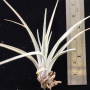 Tillandsia karwinskyana (S).