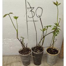 Пятилисточковый девичий виноград / Parthenocissus quinquefolia