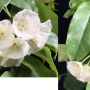 Hoya campanulata                36