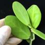 Dischidia sp.830 (Pawan Philippines)(#830).
