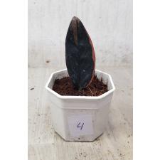 Zamioculcas zamiifolia black variegated (1 leaves) номер 4