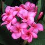 Plumeria 'Strawberry Cream'