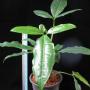 Syngonium (T23) auritum