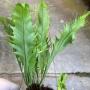 Polypodium musifolium (mutation) (No.1) x Microsorum sp.(T03) Africa