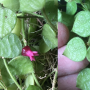 Dischidia hirsuta 'Burma' Dark pink     388