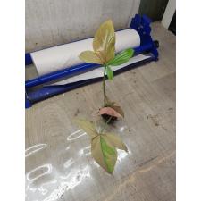 Syngonium Red Spot