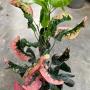 Codiaeum Chanthaburi