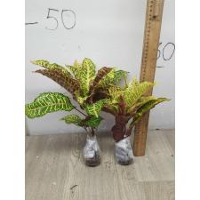 Codiaeum C-4 Tao way tus
