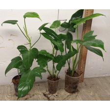 Филодендрон Лайм Фиддл / Philodendron Lime Fiddle (S)
