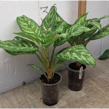 Аглаонема Платинум зеленая / Aglaonema Platinum green A-60
