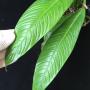 Philodendron lynette