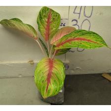 Аглаонема Боксинг / Aglaonema A-21 Boxing