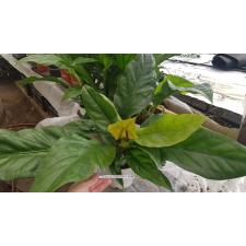 Антуриум Элиптикум "Куст Джунглей" / Anthurium Elipticum 'jungle Bush'