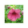 Allamanda blanchetii