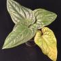 Anthurium Siri (radicans x dressleri)