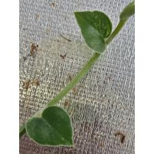 Рафидофора Хайи варегатная срез / Rhaphidophora hayi variegated