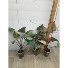 Homalomena aromatica Spreng Schott