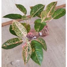 Aglaonema Sub mongkol orange & green A-122