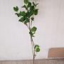 Ixora Hindu Rope (big leaf and red flower)