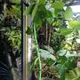 Jasminum Rex
