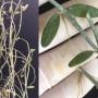 Dischidia sp.708                708