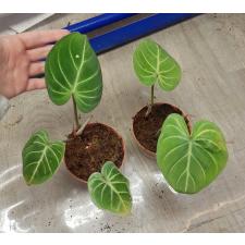 Philodendron gloriosum × sib pot 