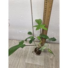 philodendron pedatum 