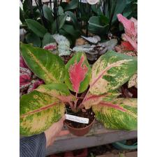 Aglaonema Chang Daeng (mutation)(No.2 pot