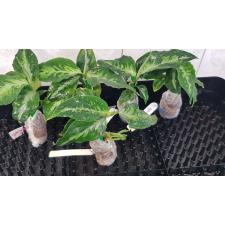 Аглаонема пиктум Триколор / Aglaonema pictum 'Tricolor'