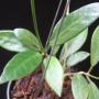 Hoya celsa (New species from the Philippines)           821